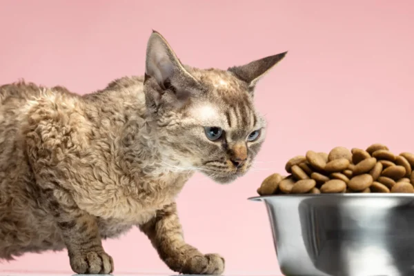 Cómo desestresar a su gato