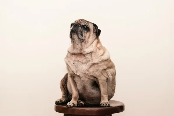 Perro con sobrepeso